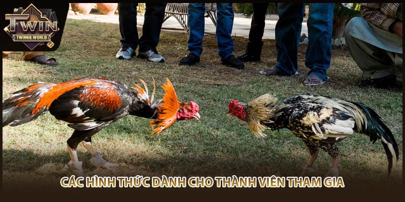 Các hình thức dành cho thành viên tham gia