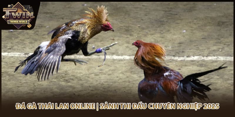 Đá Gà Thái Lan Online | Sảnh Thi Đấu Chuyên Nghiệp 2025
