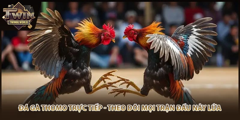 Đá Gà Thomo Trực Tiếp - Theo Dõi Mọi Trận Đấu Nảy Lửa