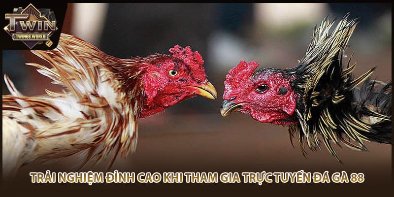 Trải nghiệm đỉnh cao khi tham gia trực tuyến đá gà 88